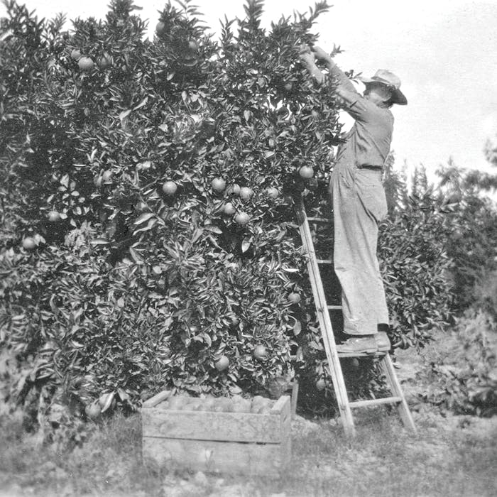 First orange grove in Redlands.