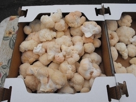 Downtown Certified Farmers Market photos